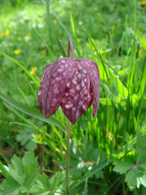 Fritillaria meleagris fleur